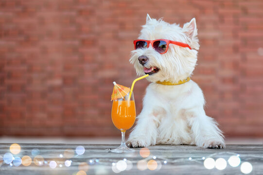 Pretty dog at the cocktail bar