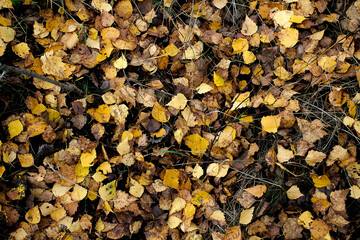 A glade of birch leaves in golden autumn 