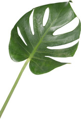 Monstera leaf cutout on transparent background.