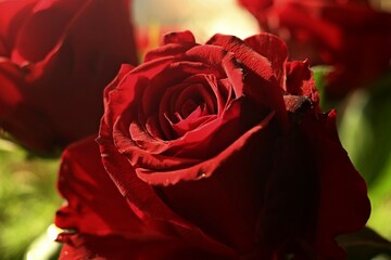 Róża, rose, kwiatek, flower