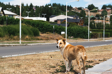 A Resting Wild Dog after Hunting Ducks in Pond with El Calafate City Background
