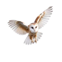 Fotobehang Uiltjes barn owl isolated on white background