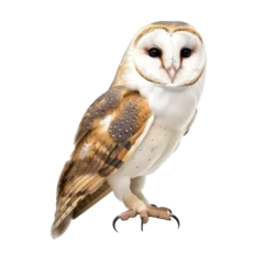 Fototapete Rund barn owl isolated on white background © purich