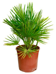 Palmier chamaerops humilis vulcano	