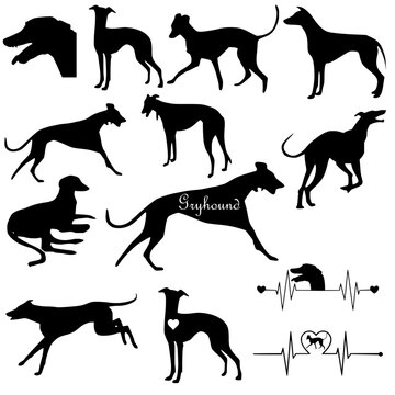 Vector Silhouette of a greyhound on a White Background,Set of illustrated silhouettes of greyhound dogs running.