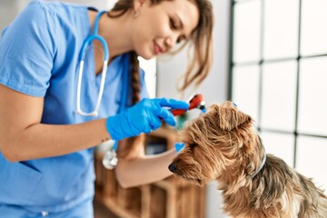Young beautiful hispanic woman veterinarian examining dog with otoscope at home