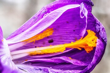 Purple crocus flower