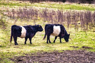cows in a meadow
