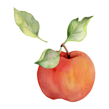 Hand drawn watercolor composition with ripe apple fruit, full and slices, with leaves, red and green. Isolated object on white background. Design for wall art, wedding, print, fabric, cover, card.
