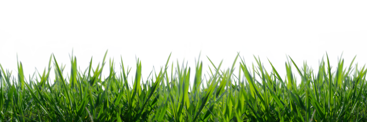 wild grass blades isolated on transparent background, grass leaves texture overlay