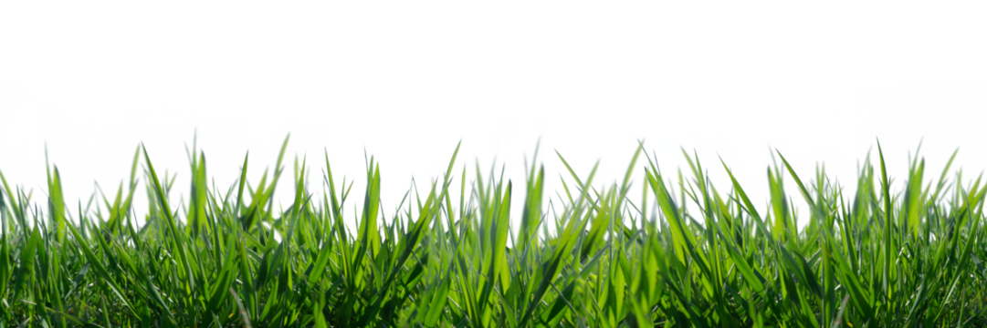 wild grass blades isolated on transparent background, grass leaves texture overlay
