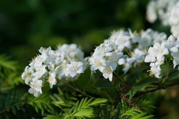 small white flower cluster close up