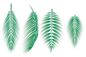 Vector illustration, set of palm leaves or green coconut leaves on white background.