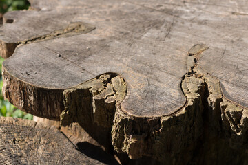 tree stump cross section close up (focus on edge)