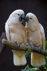 Couple moluccan cockatoo bird is love and eatting in garden