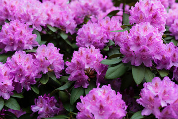 Flowering of rhododendrons in the spring garden