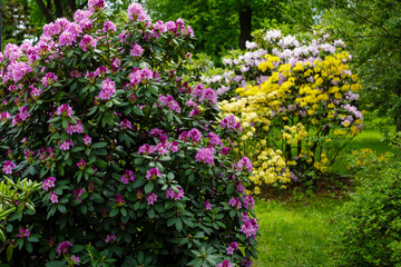 Flowering of beautiful rhododendrons in the spring garden