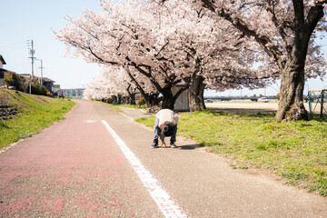 Fototapeta premium a boy in a sidewalk with cherry blossom trees