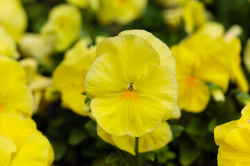 Wittrock violet , or garden pansies ( lat. Víola × wittrockiána ) is a herbaceous perennial plant of hybrid origin of the Violet family