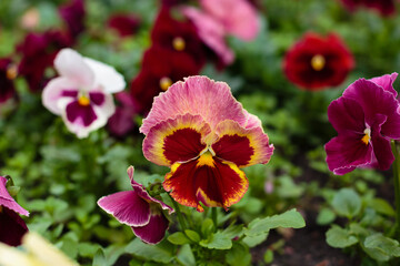 Wittrock violet , or garden pansies ( lat. Víola wittrockiana ) is a herbaceous perennial plant of hybrid origin of the Violet family