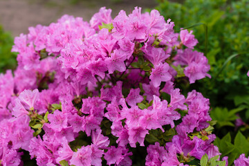 Rhododendron poukhanense in bloom in spring garden