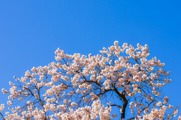 Blue sky and cherry blossoms in full bloom