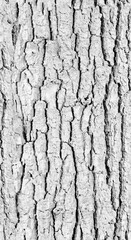 4K Tree Bark Wood Texture Displacement Map, Game-Ready