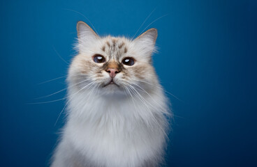 curious fluffy birman cat looking at camera. portrait on blue background with copy space