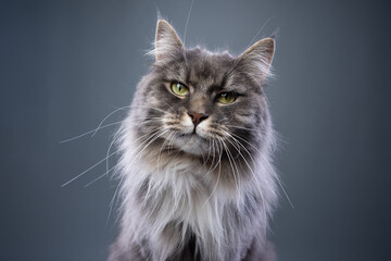 fluffy blue tabby longhair cat looking at camera on gray background