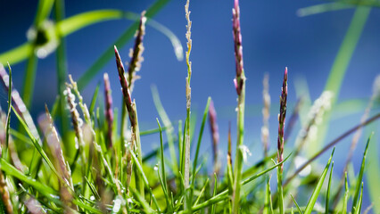 grass and sky