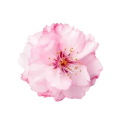 Gordijnen sakura flowers isolated on white © Tidarat