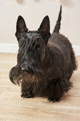 beautiful black dog with a beard on short legs. black scottish terrier