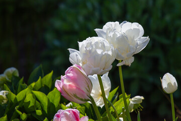 Close-up of pink and white tulips in full bloom with blurry background