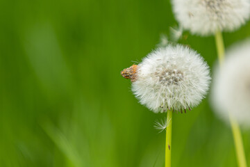 blowball, dandelion, taraxacum, heads of seeds, hawkbit, fluffy, background, beautiful, beauty, blossom, blowing, blur, bokeh, close, day, defocused, design, easter, field, flora, floral, flower, fres
