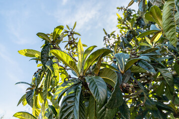 Árvore de Nespereira ao sol