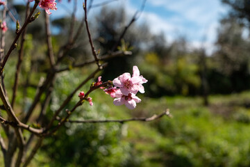 Árvores em flor com a vinda da Primavera sobre céu azul