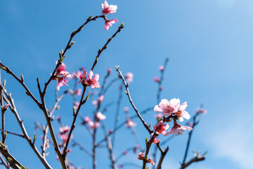 &Aacute;rvores em flor com a vinda da Primavera sobre c&eacute;u azul