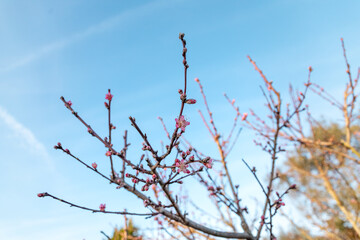 Árvores em flor com a vinda da Primavera sobre céu azul