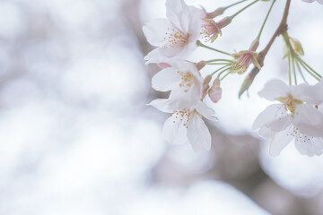 神楽坂に咲く桜の花