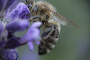 bee on lavender flower