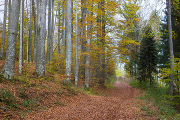 autumn forest in Austrian Alps, Upper Austria, Austria