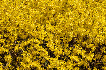 Wall of yellow flowers background