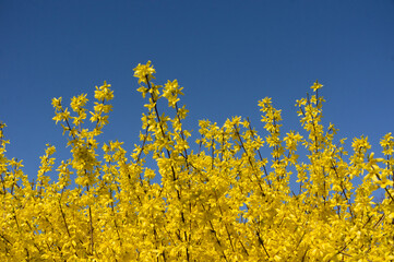 spring background with yellow flowers and sky