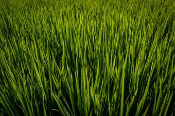 Rice field near Yangshuo, South China