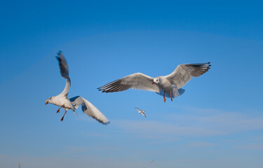 Seagulls flying over the water, catching bread