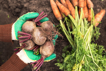 Beetroot and carrot organic harvest. Farmer hands in gloves holding freshly harvested beetroots...