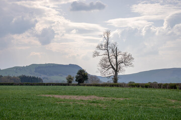 Landscape with trees and clouds