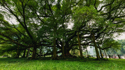 Fototapeta na wymiar Big Banyan Tree near Yangshuo, China