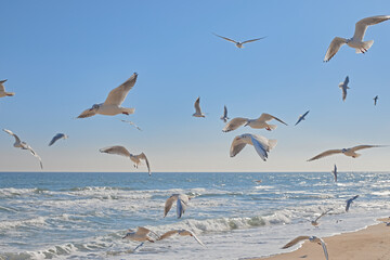 Seagulls soaring in the air over the sea coast, sea waves in the sun