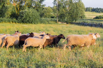 Flock of sheep grazing in a meadow on green grass at sunset. Portrait of sheep.